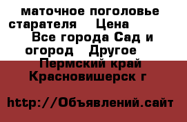 маточное поголовье старателя  › Цена ­ 3 700 - Все города Сад и огород » Другое   . Пермский край,Красновишерск г.